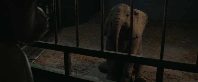 Does the baby elephant get to be free