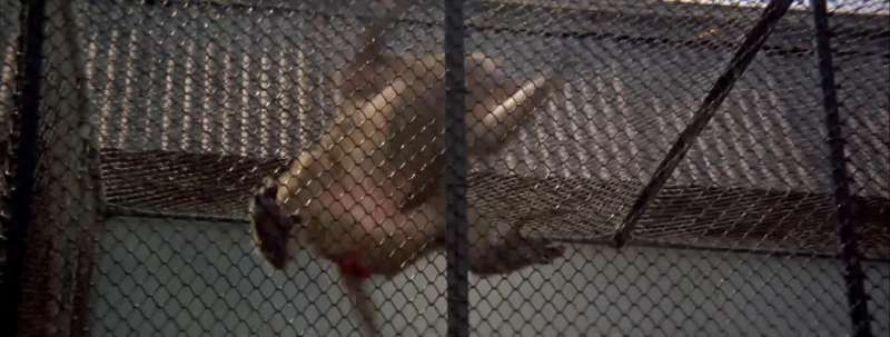 Doesn't it make you sad to see animals caged up like this