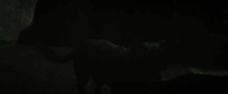 (dog barking) (chain clanging)
