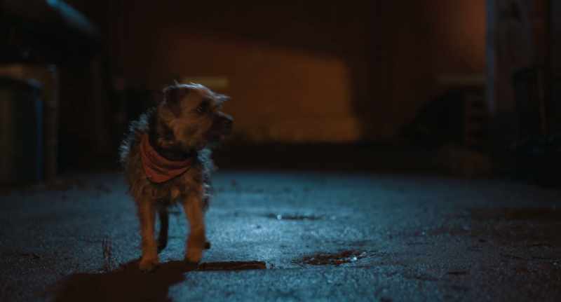 (dog barking nearby)