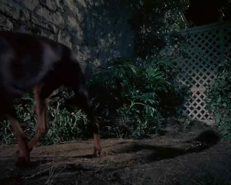 [ Dog barking ]