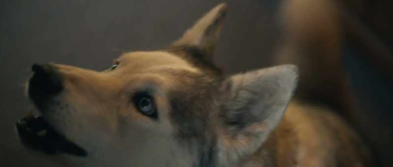 [DOG BARKING]