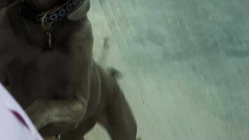 [dog barking]