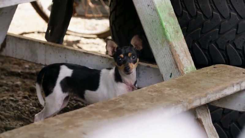 [dog barking]