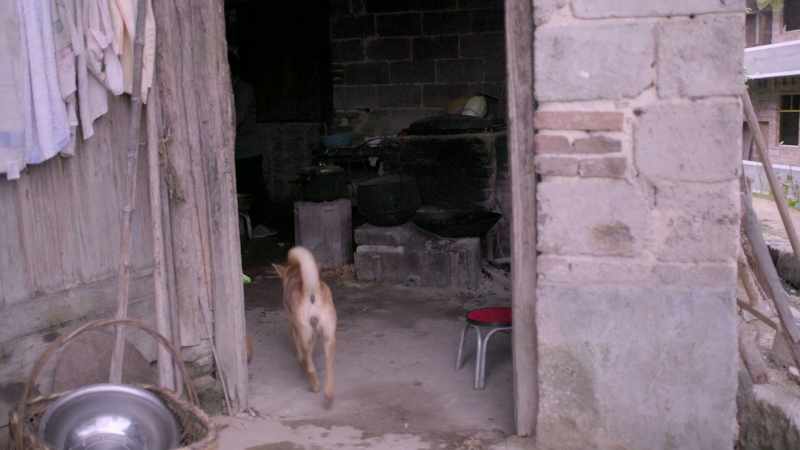 [DOG BARKING]