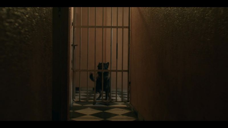 (dog barking)