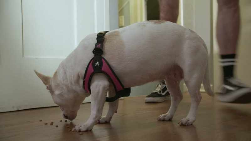 (dog barks)