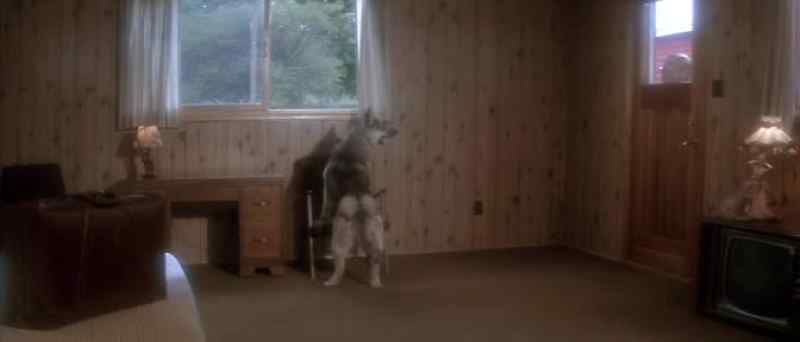 [Dog growling]
