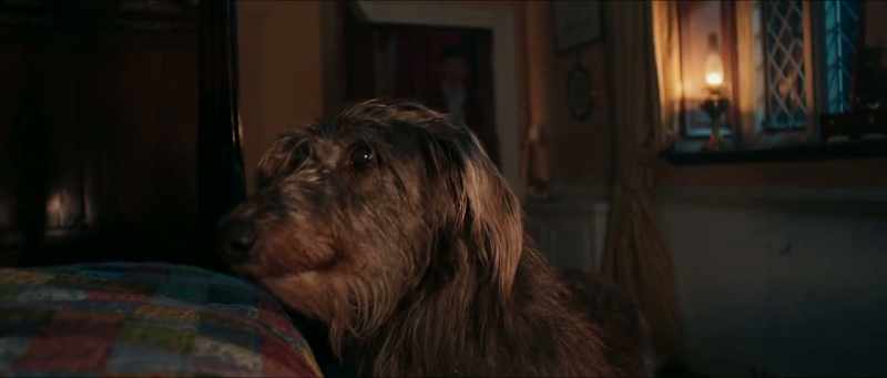 DOG GROWLS