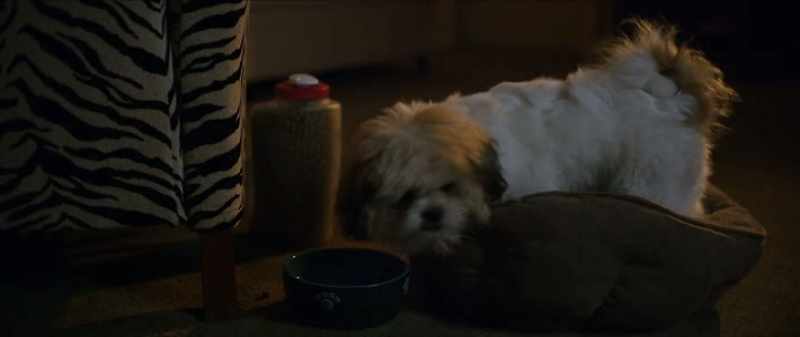 [dog grumbles]