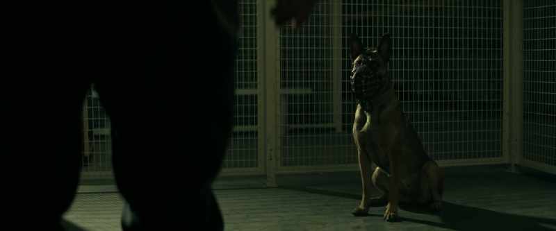 [dog panting]