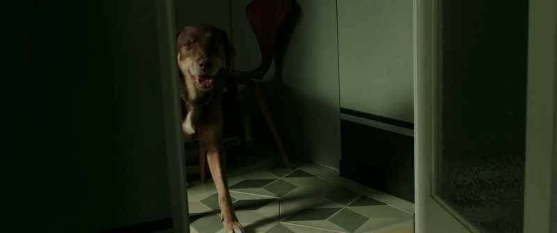 [DOG PANTING]