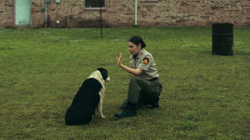 Dog rescuer
