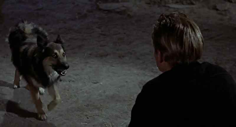 (DOG SNARLING)
