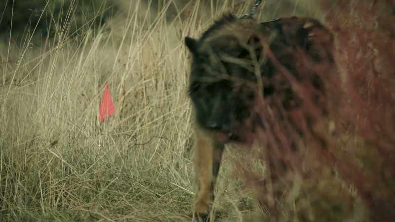 [dog sniffs]