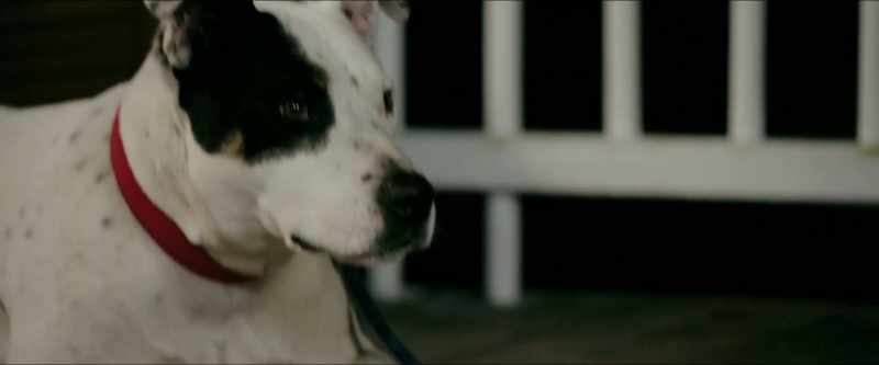 [dog whining]