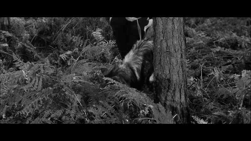 (DOG WHINING)