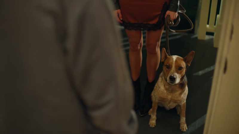 [dog whining]