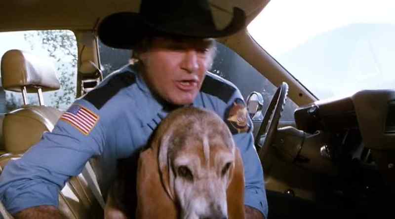 Doggone it, Flash
