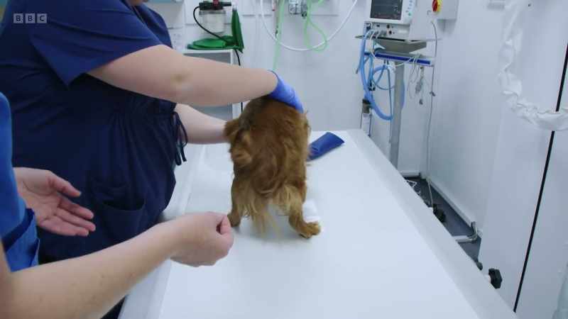 Dogs are often sedated for this