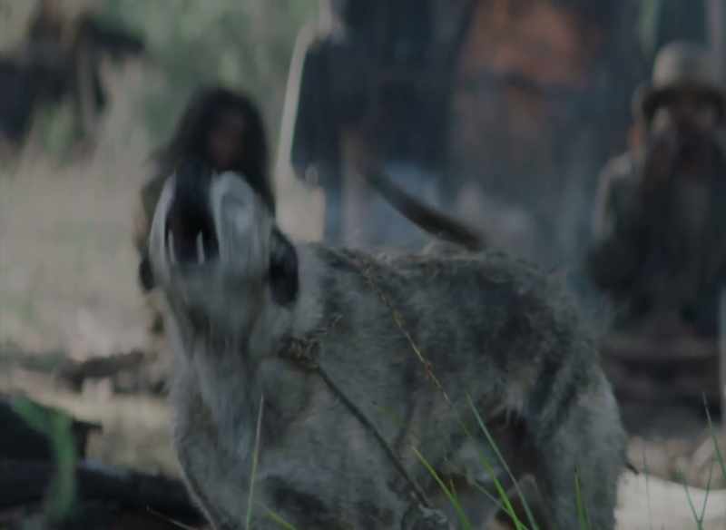 (DOGS BARK)