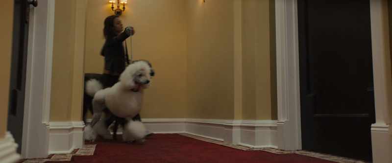 [dogs barking] -Max, come back!