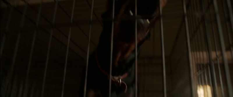 [dogs barking]
