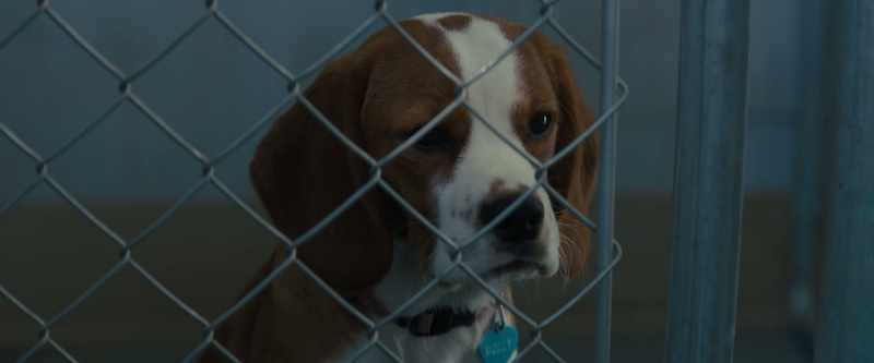 [dogs barking]