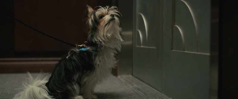 [dogs panting]