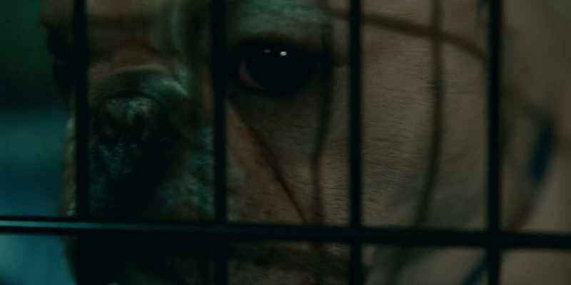 [dogs whimpering, barking]
