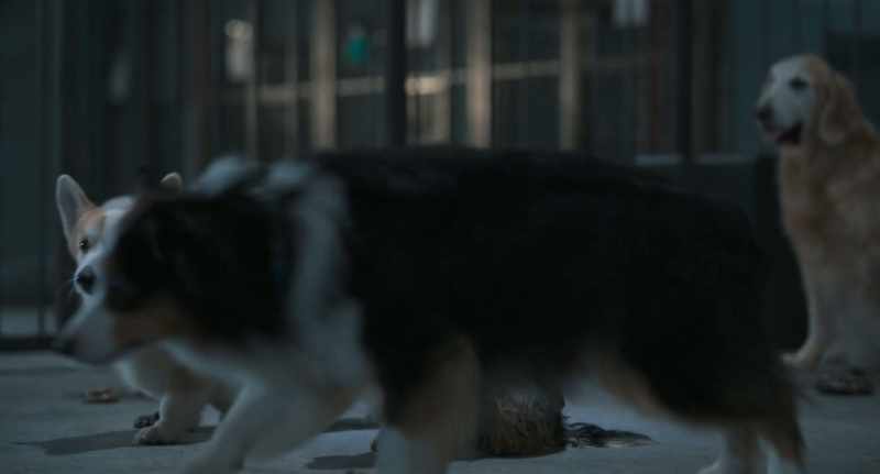 (dogs whooping, barking)