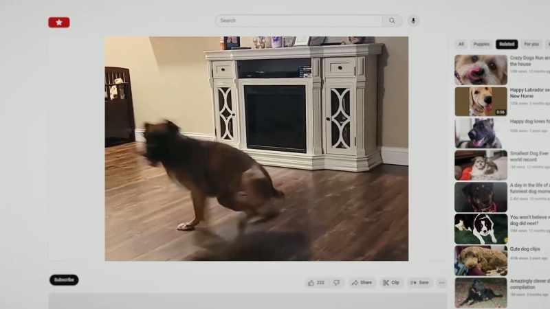 Dogs with ADHD can be more impulsive