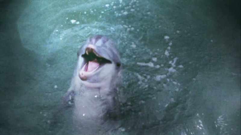 (dolphin squeaking) - They're very loving