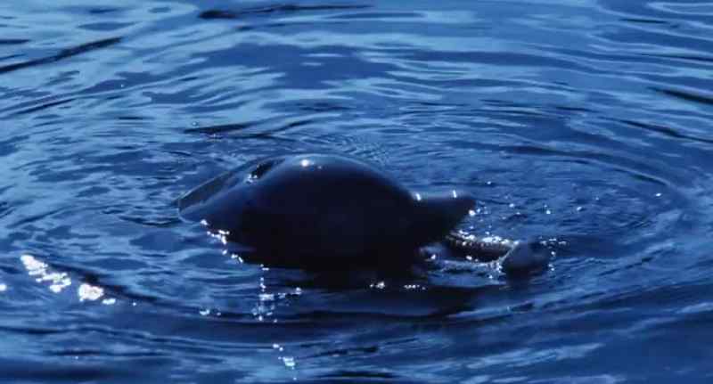 (dolphin squeaks)