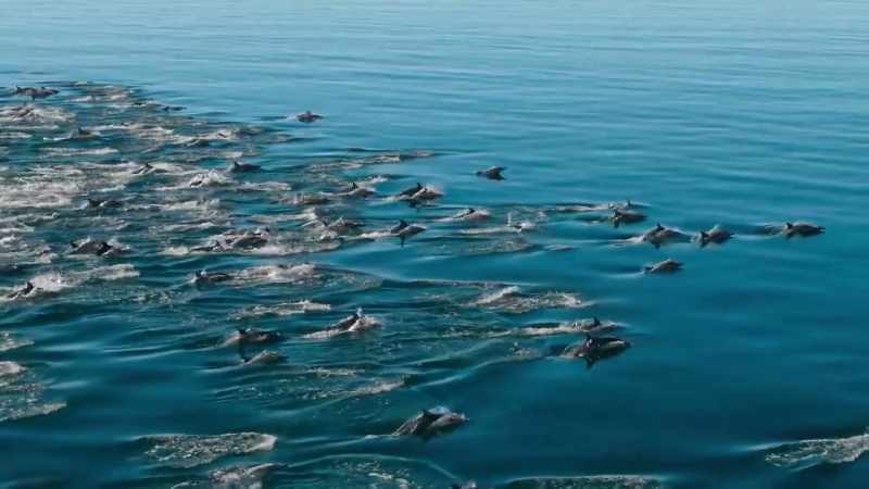 Dolphins explore the vast, open ocean