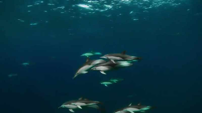 Dolphins off New Zealand