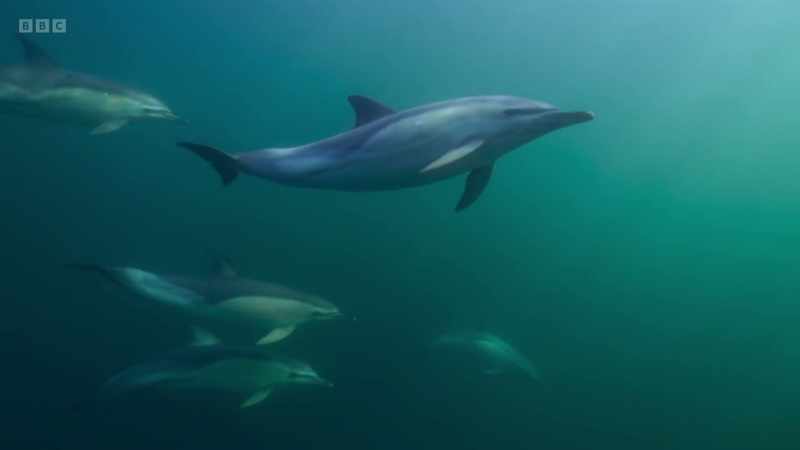 Dolphins, porpoises