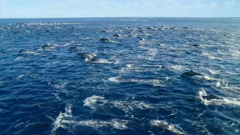 Dolphins
