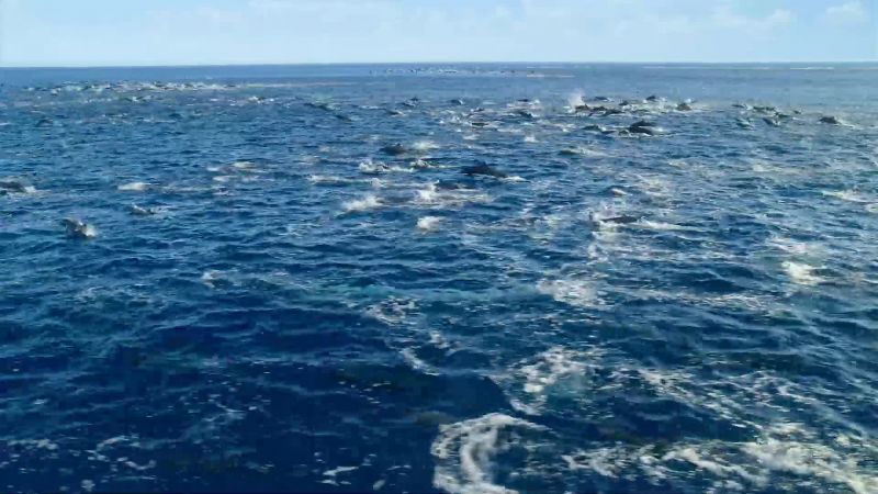 Dolphins