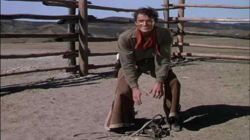 Don't pick up that halter! He'll charge you!