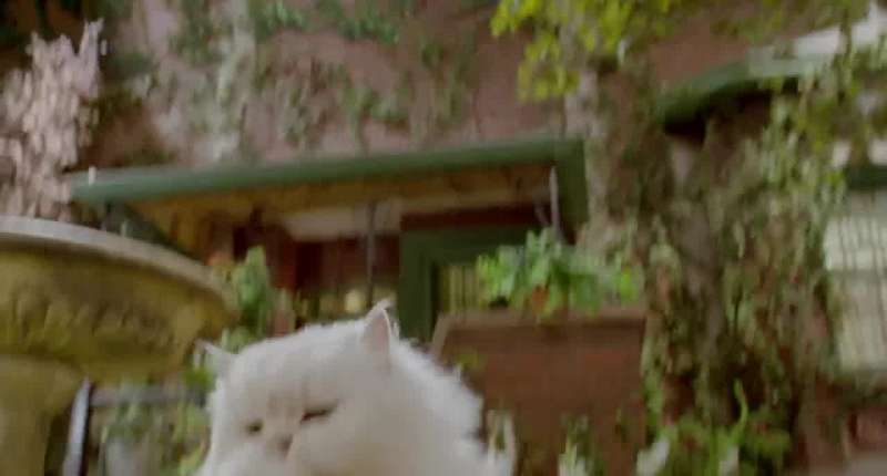 Don't worry about Snowbell He wouldn't hurt a fly
