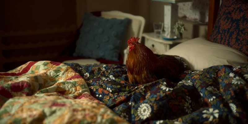 (DOOR OPENS) -(CLUCKS)
