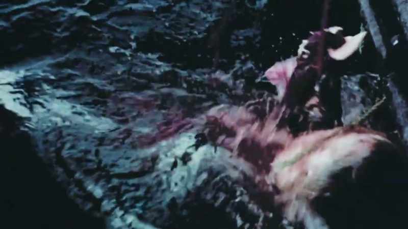 DOUGLAS: Holy cow! That's a mean-looking shark