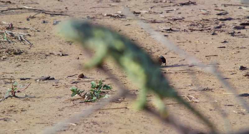 Down at toenail height, dung beetle is still on a mission