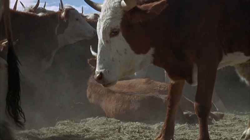 Down steer!