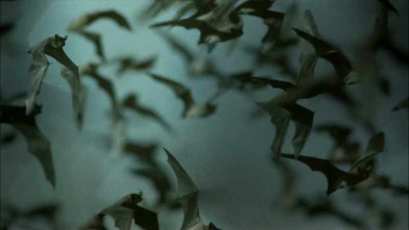 Dr. Adams knows that bats can carry more