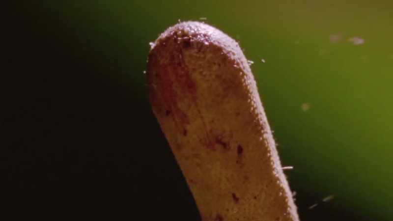 DR. CARLSON: In nature we have something called