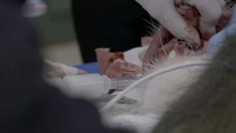 Dr. Jamie: Alright. It's out