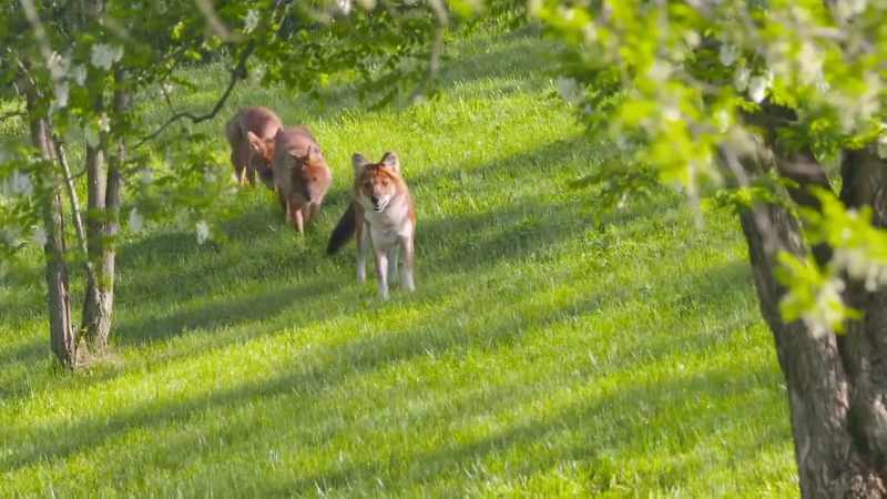 Dr. Jan: Because the species is endangered
