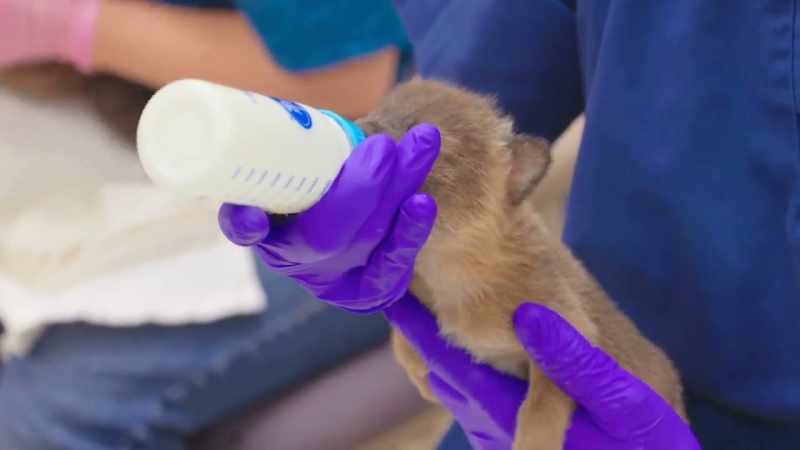 Dr. Jan: We can raise them as a pack and try to teach them